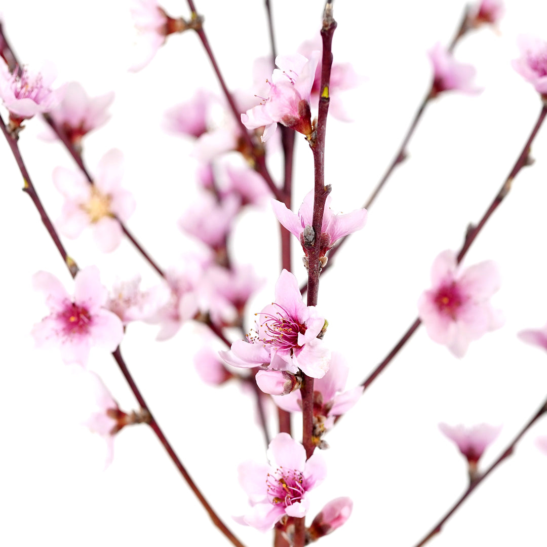 Detailed view of delicate pink flowers and spring buds on the slender branches of a live Ruston Red Peach tree
