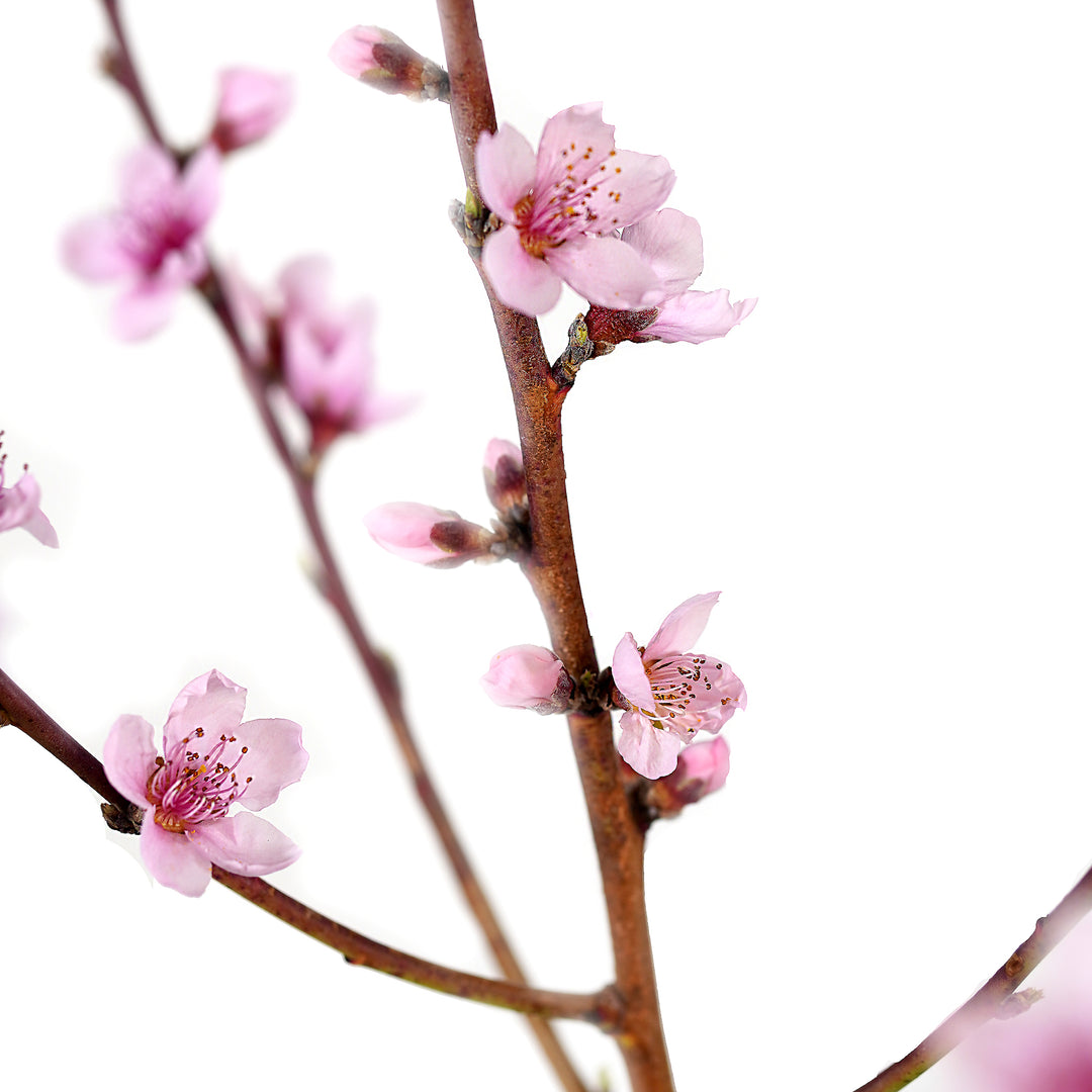 Close-up of open pink blossoms blooming on a Ruston Red Peach tree branch against a white background