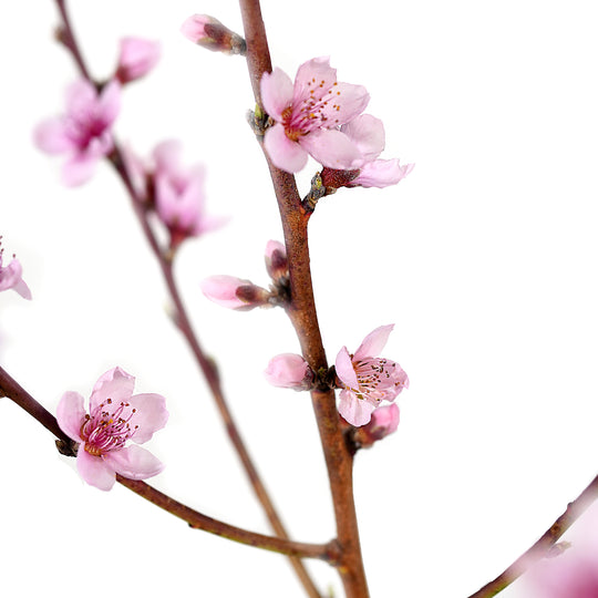Close-up of open pink blossoms blooming on a Ruston Red Peach tree branch against a white background