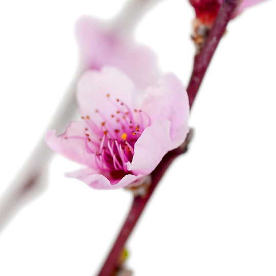 Detailed macro view of a single open pink peach flower with prominent stamens on a slender branch