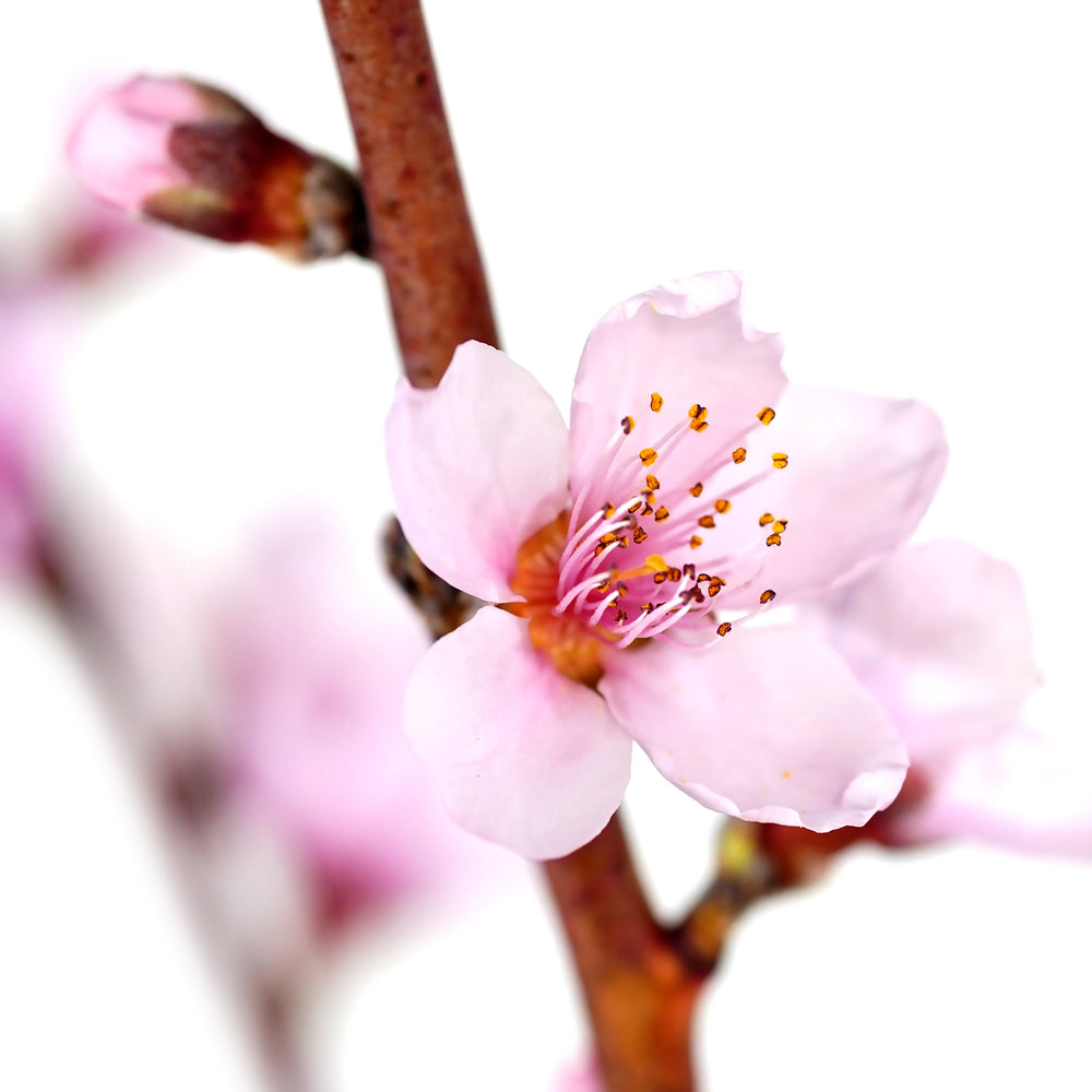 Detailed macro view of an open pink peach flower with prominent stamens and a spring bud on a branch