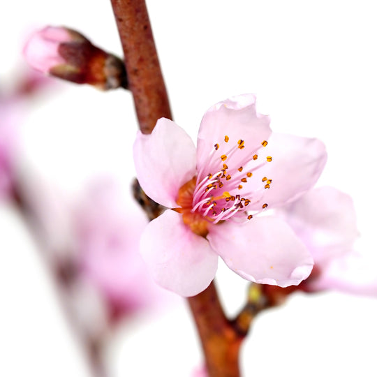 Detailed macro view of an open pink peach flower with prominent stamens and a spring bud on a branch