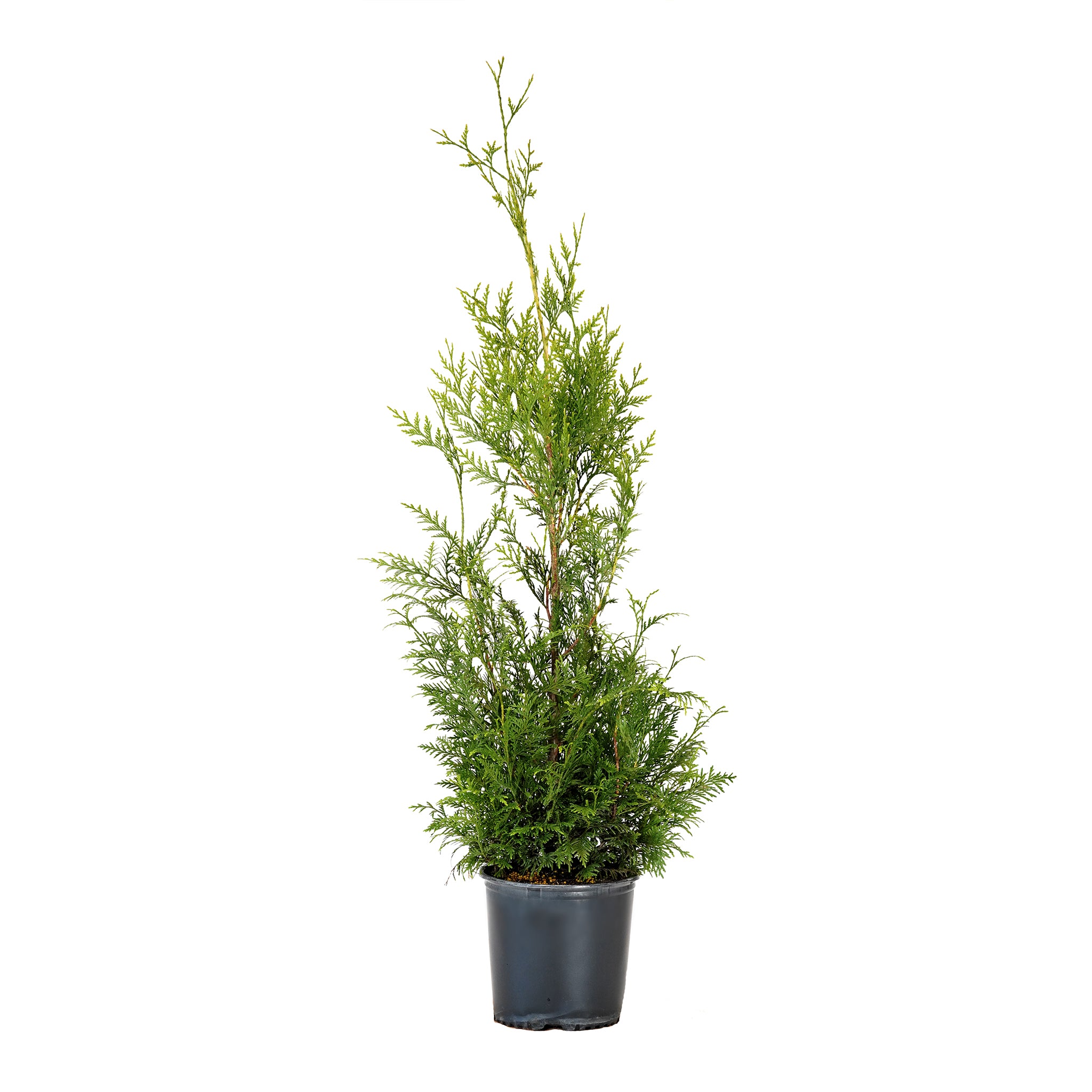 Arborvitae, Green Giant – Freedom Tree Farms
