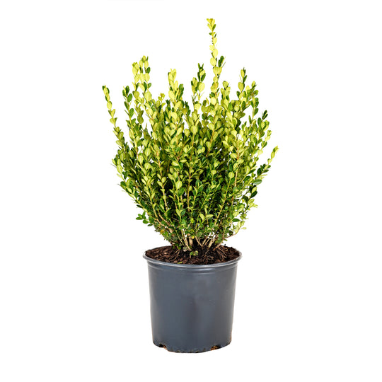 Boxwood, Wintergreen