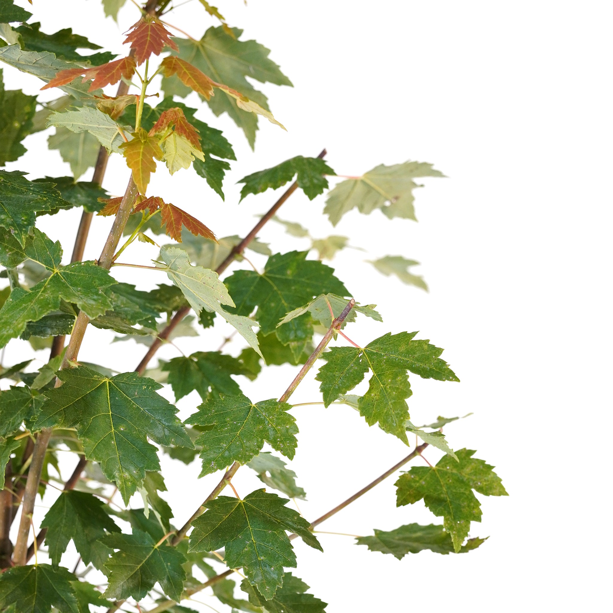 Maple – Freedom Tree Farms