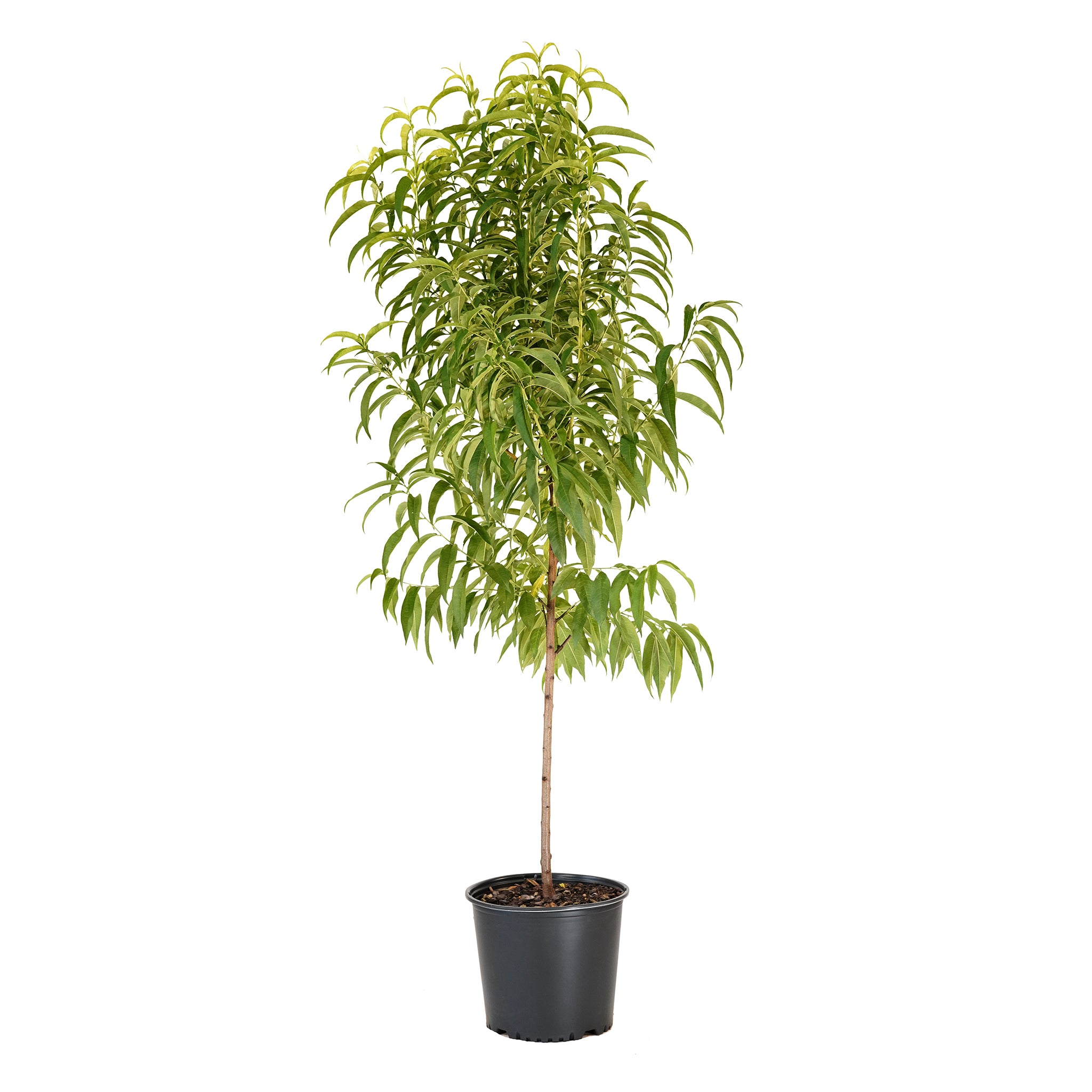Peach, Flordaking – Freedom Tree Farms