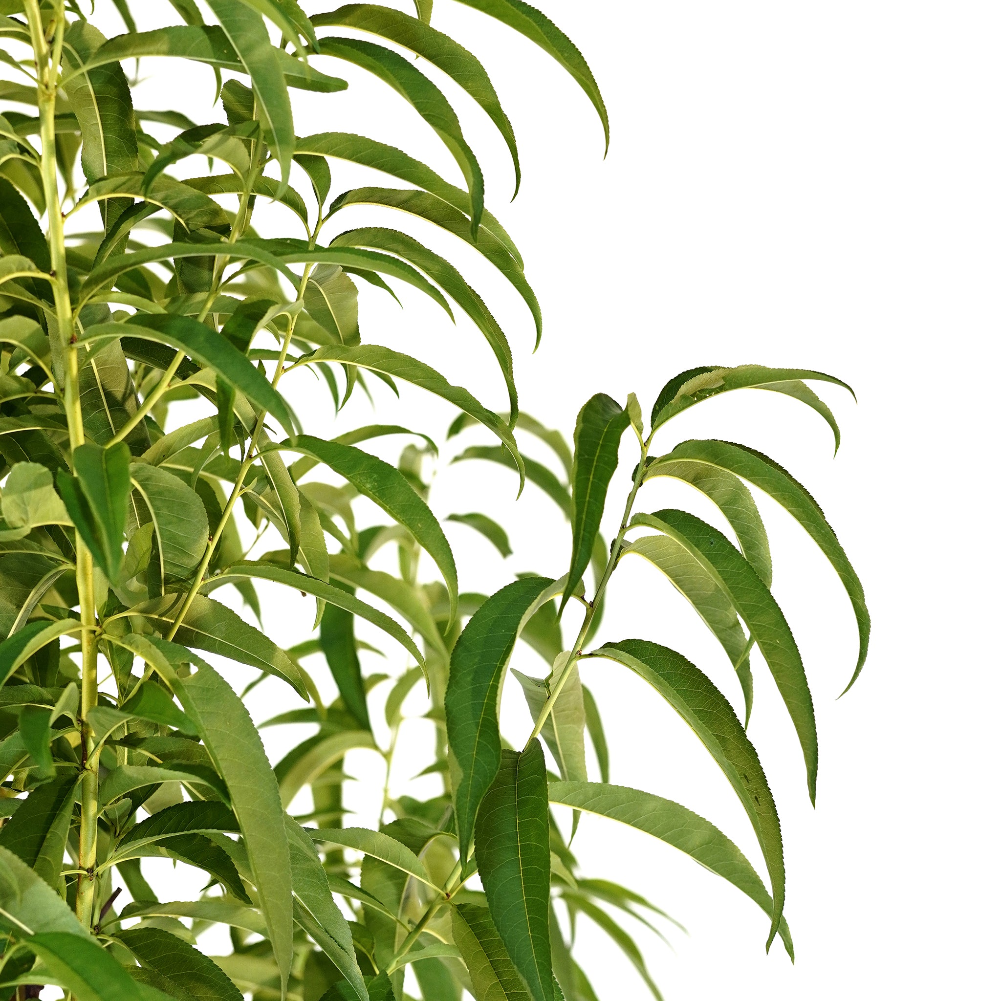 Peach, Flordaking – Freedom Tree Farms