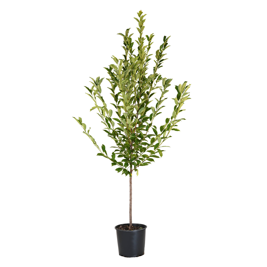 planting a plum tree in a pot Plum, Golden – Freedom Tree Farms