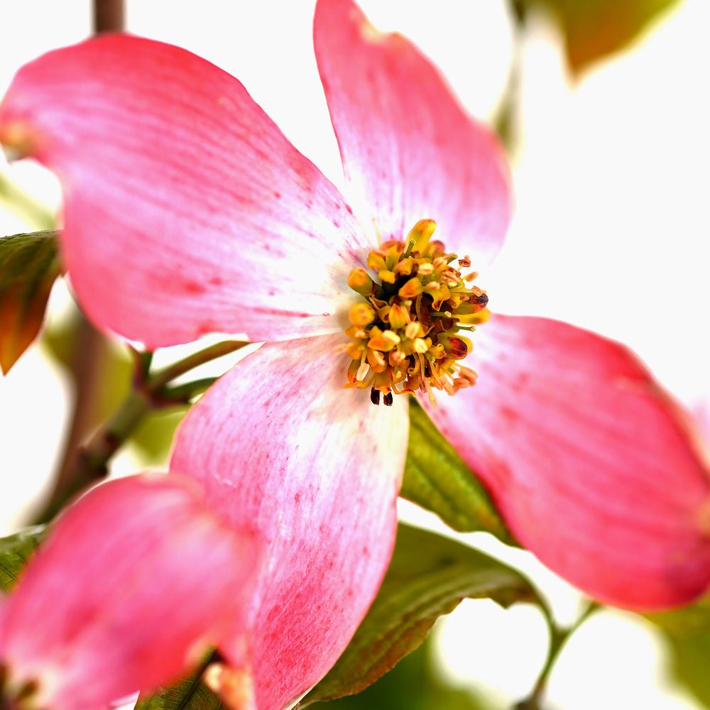 Dogwood, Stellar Pink