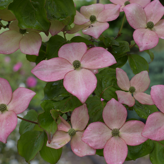 Detailed view of star-shaped pink dogwood blossoms with textured green centers amidst fresh green foliage covered in water droplets