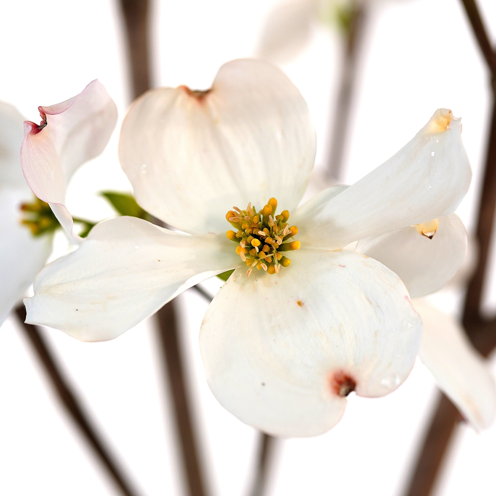 Dogwood, Super Princess – Freedom Tree Farms