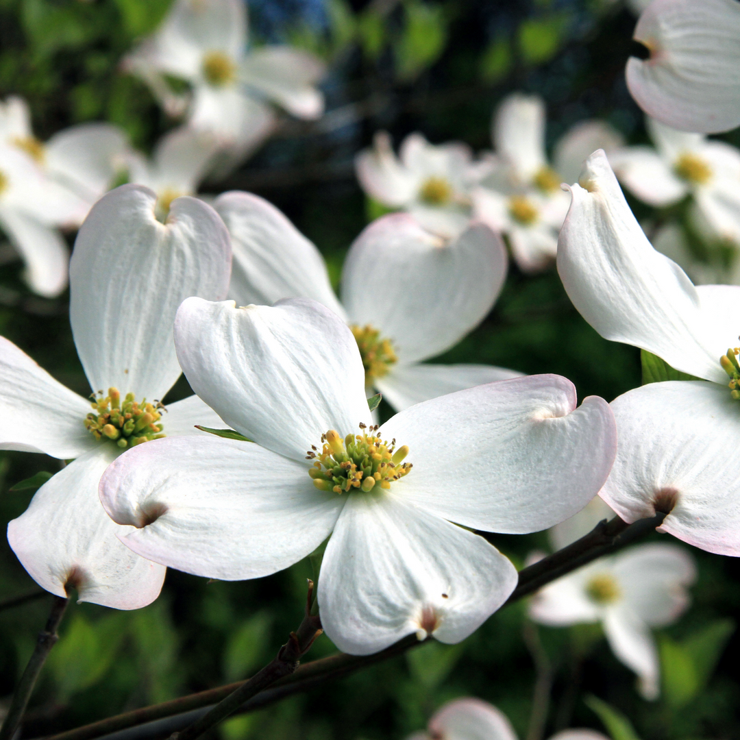 Close-up of white flowers with subtle pink-tipped petals on a Super Princess Dogwood tree branch