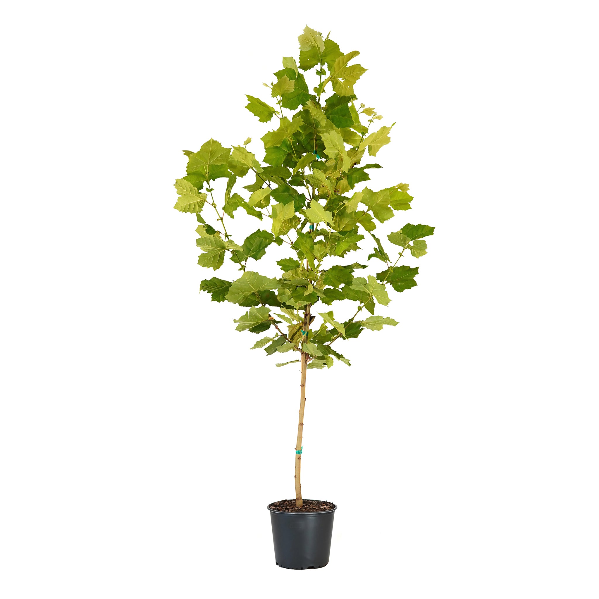 Potted Exclamation Sycamore tree in a black nursery pot