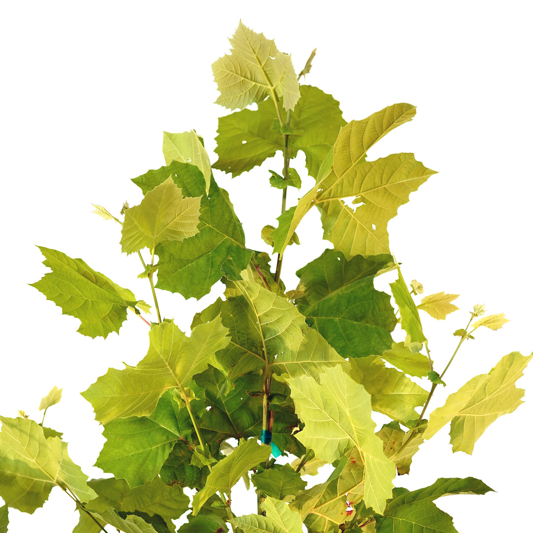 Close-up of vibrant green foliage on an Exclamation Sycamore tree branch