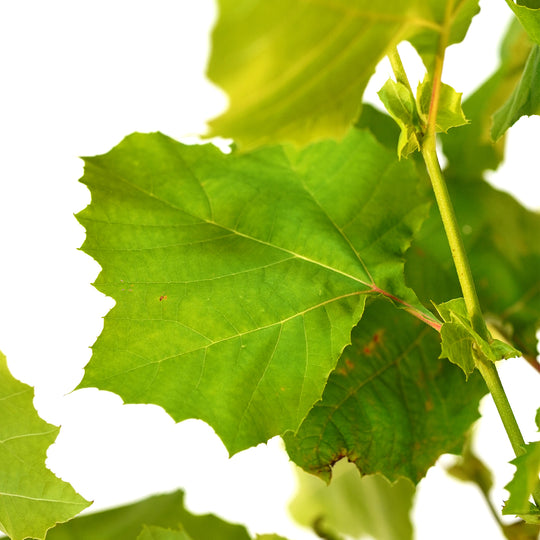 Close-up of a large green lobed leaf on an Exclamation Sycamore tree branch