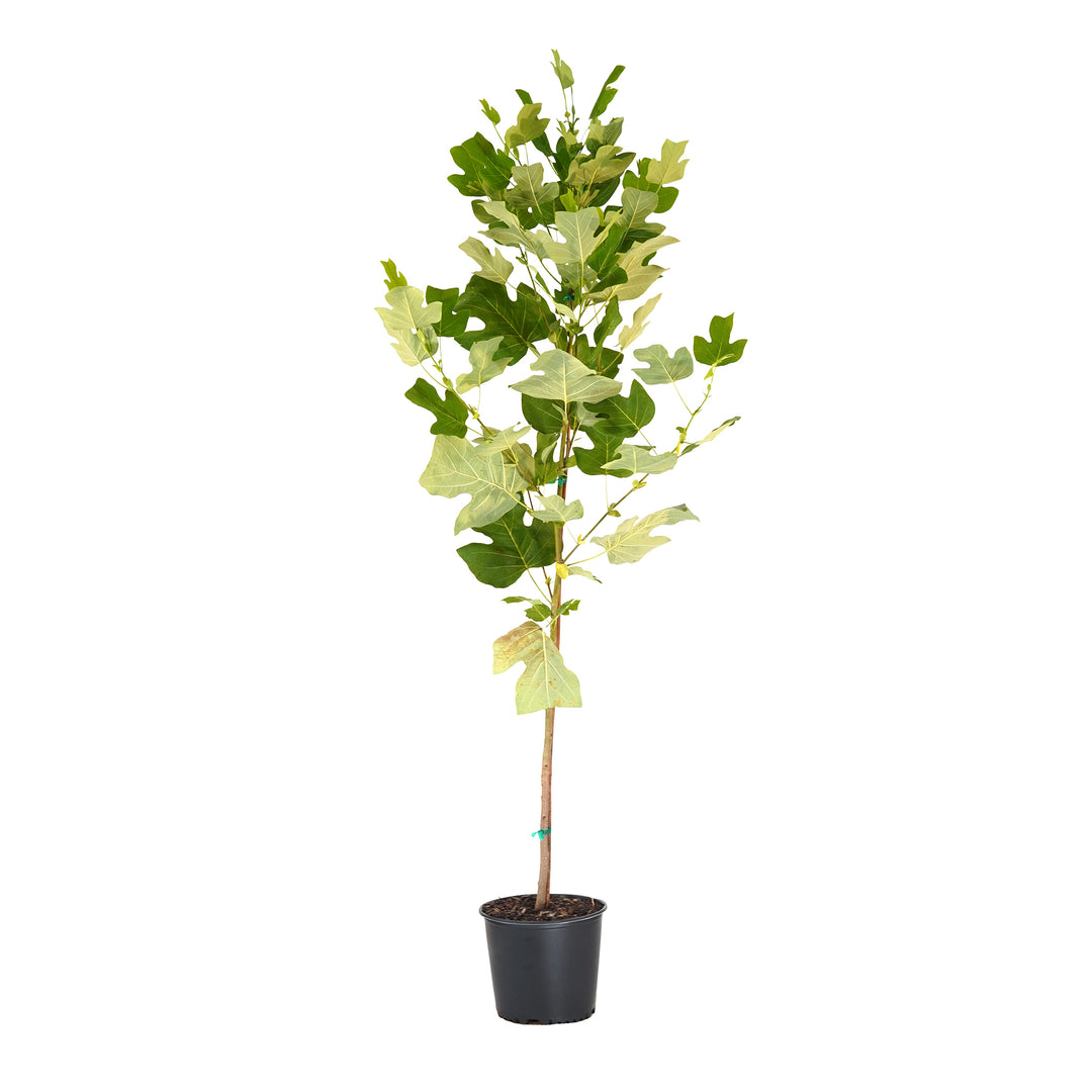Potted Tulip Poplar tree in a black nursery pot
