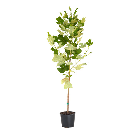 Potted Tulip Poplar tree in a black nursery pot