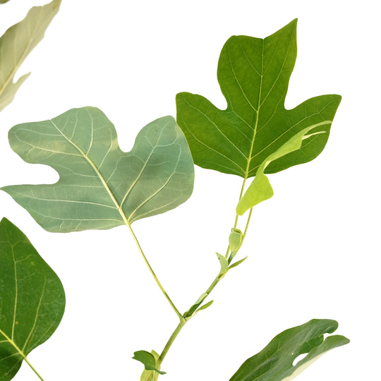 Close-up of distinct tulip-shaped green leaves on a Tulip Poplar tree branch