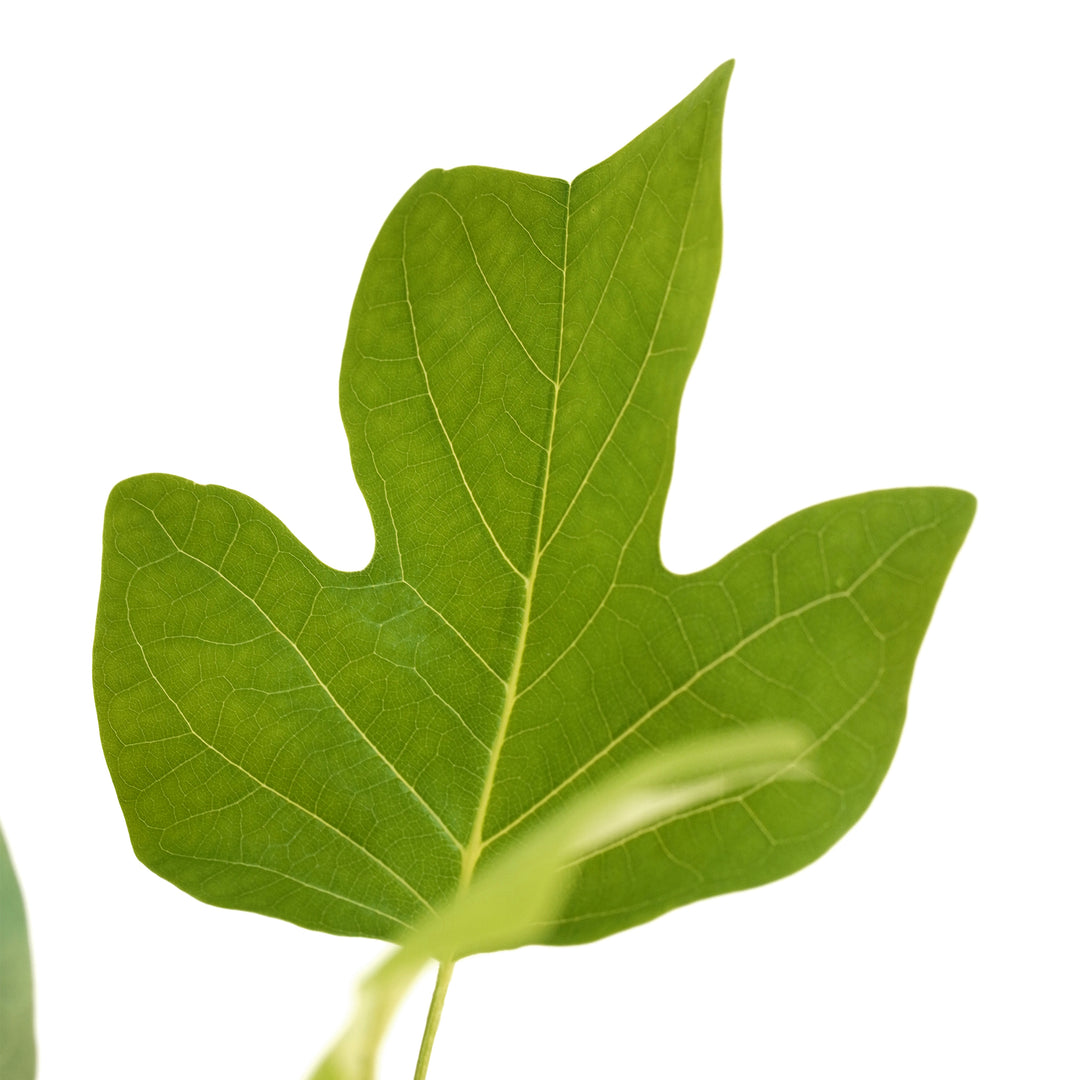 Macro close-up of a distinct tulip-shaped green leaf on a Tulip Poplar tree