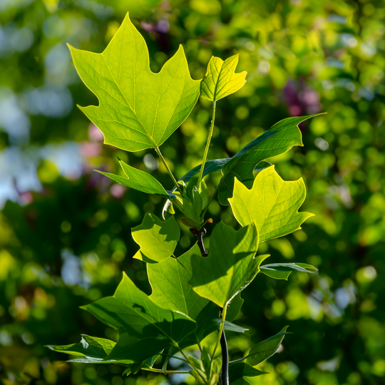 Macro close-up of a distinct tulip-shaped green leaf on a Tulip Poplar tree