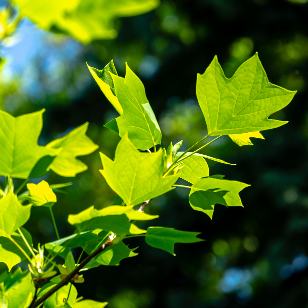Close-up of vibrant green tulip-shaped leaves on a Tulip Poplar tree branch