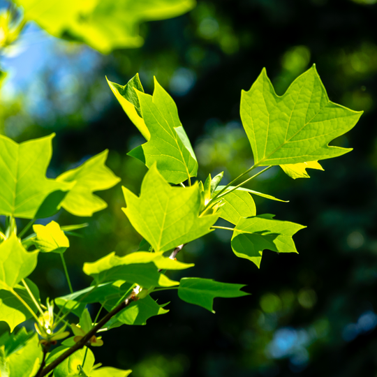 Close-up of vibrant green tulip-shaped leaves on a Tulip Poplar tree branch