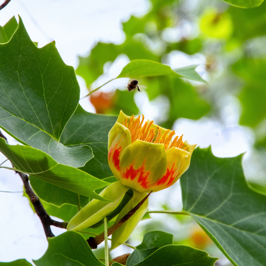Close-up of a blooming yellow and orange Tulip Poplar tree flower with a honeybee