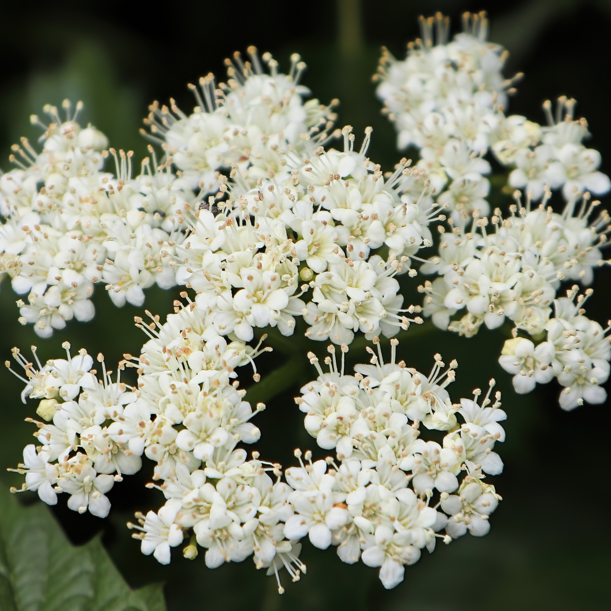 Close-up of a cluster of creamy-white flowers blooming on an Arrowwood Viburnum shrub