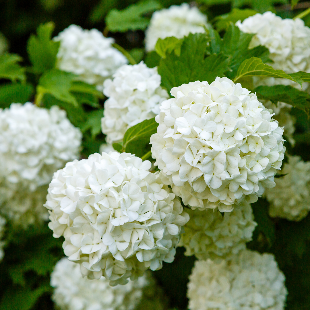 Close-up of large creamy-white snowball flower clusters blooming on a Chinese Viburnum shrub