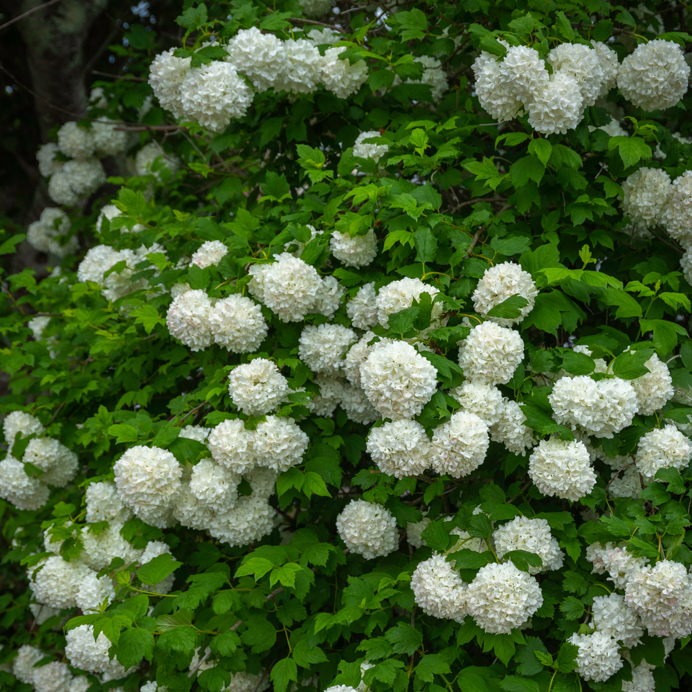A mature Chinese Viburnum shrub blooming with numerous large white flower clusters