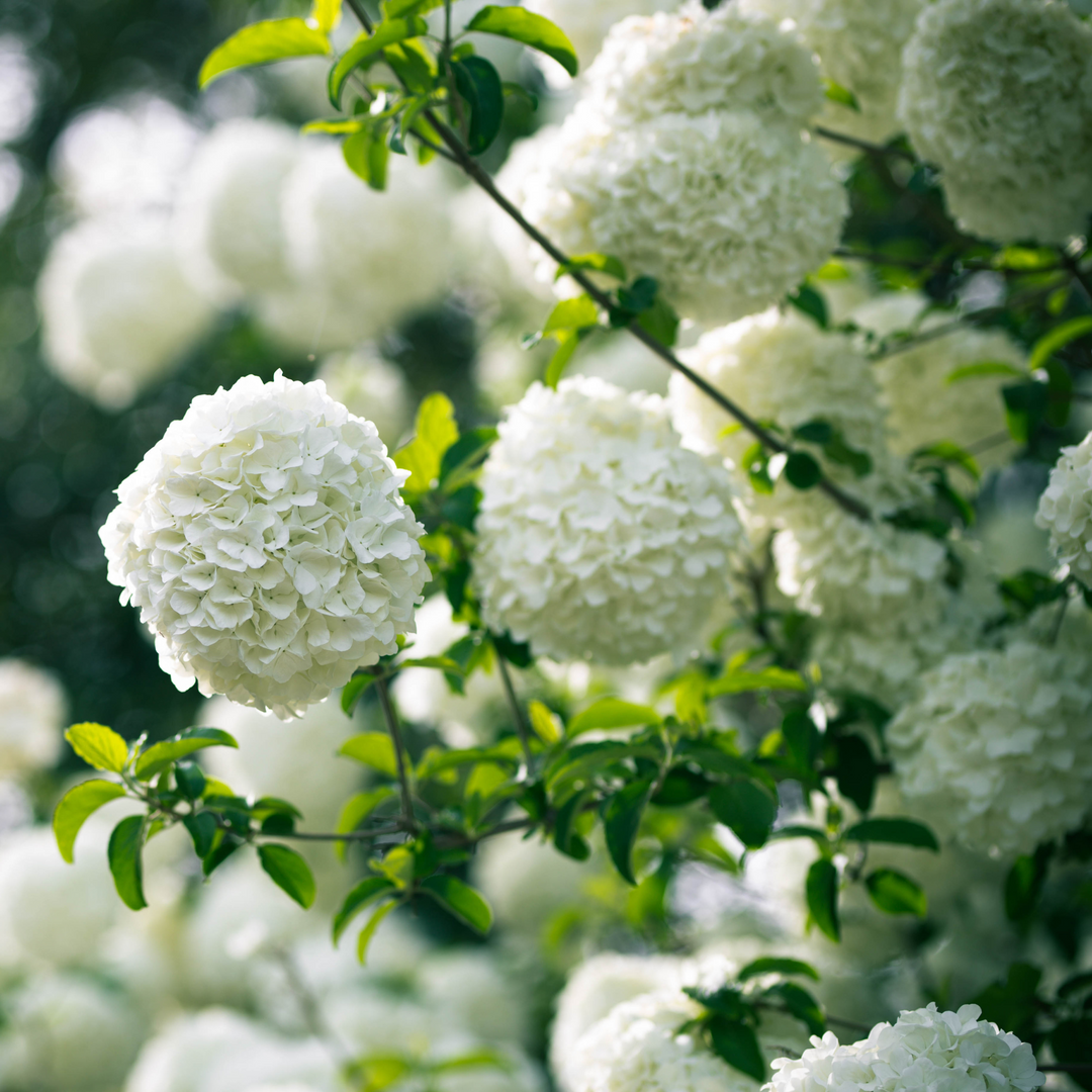Close-up of a large white snowball flower cluster blooming on a Chinese Viburnum shrub