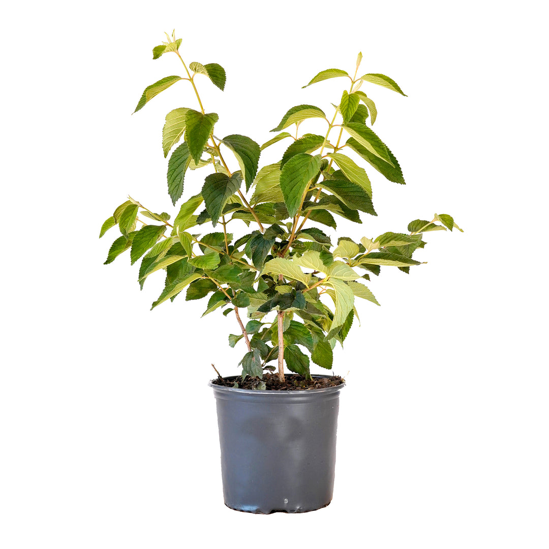 Potted Igloo Viburnum plant featuring dense green foliage