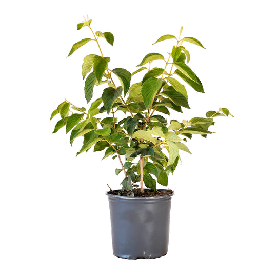 Potted Igloo Viburnum plant featuring dense green foliage