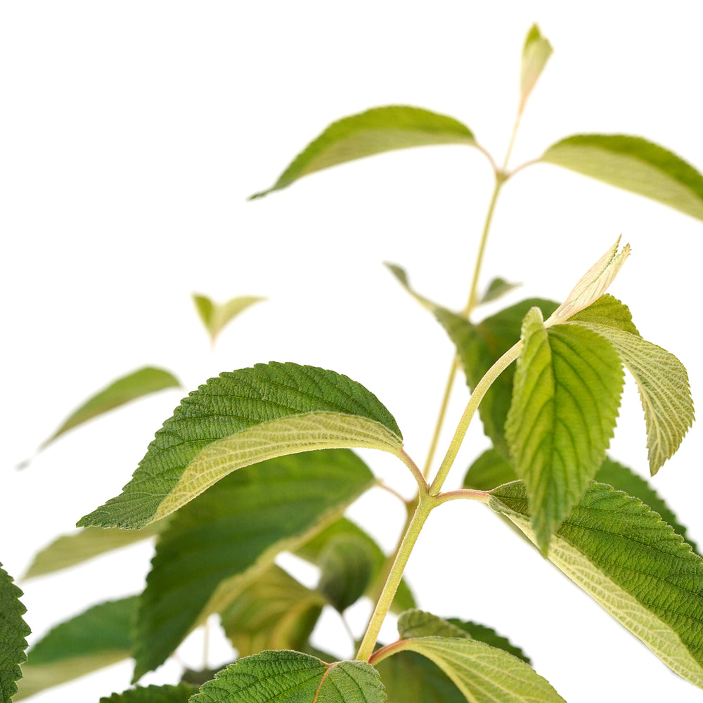 Close-up of textured green leaves on an Igloo Viburnum shrub