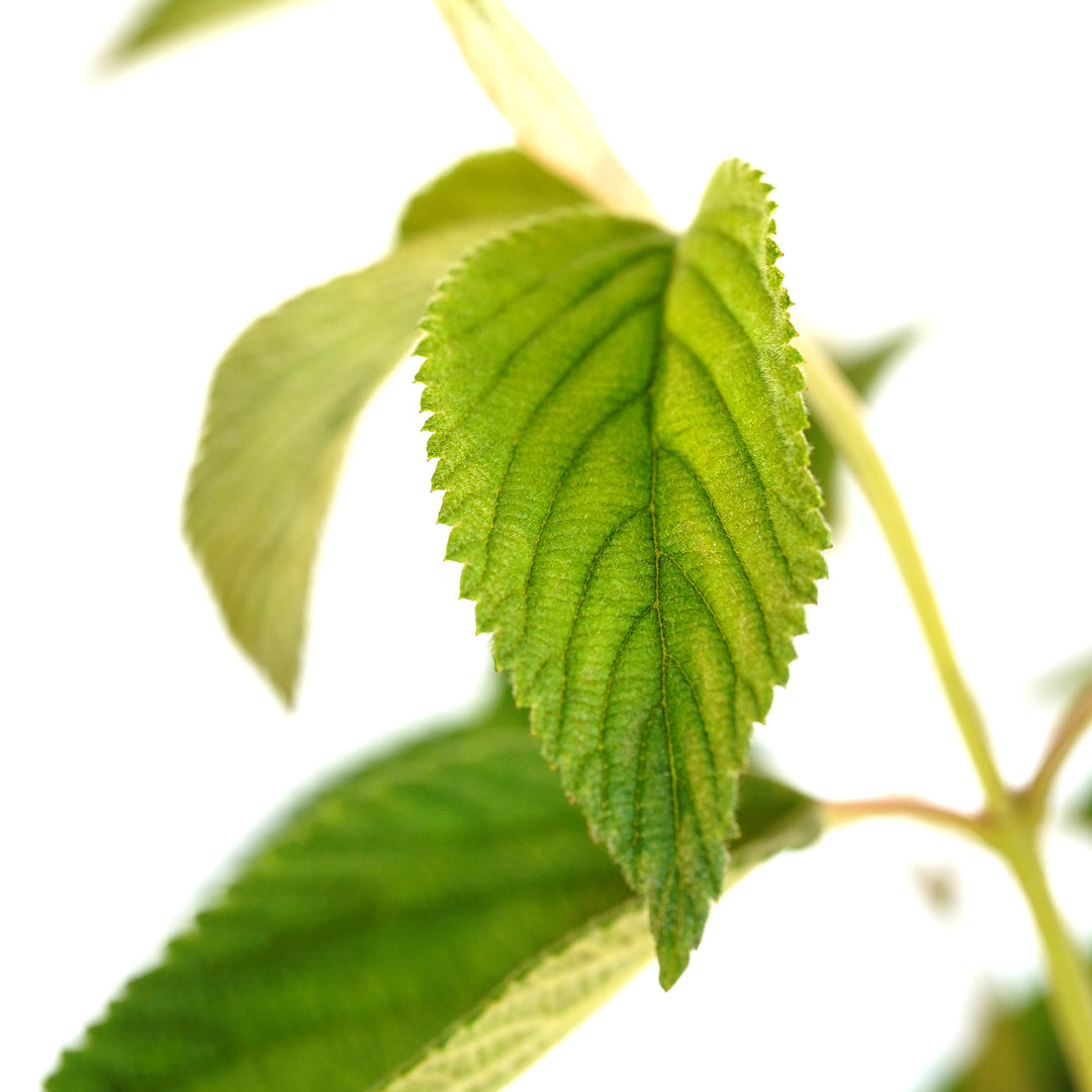 Macro close-up of a vibrant green serrated leaf on an Igloo Viburnum shrub branch against a white background