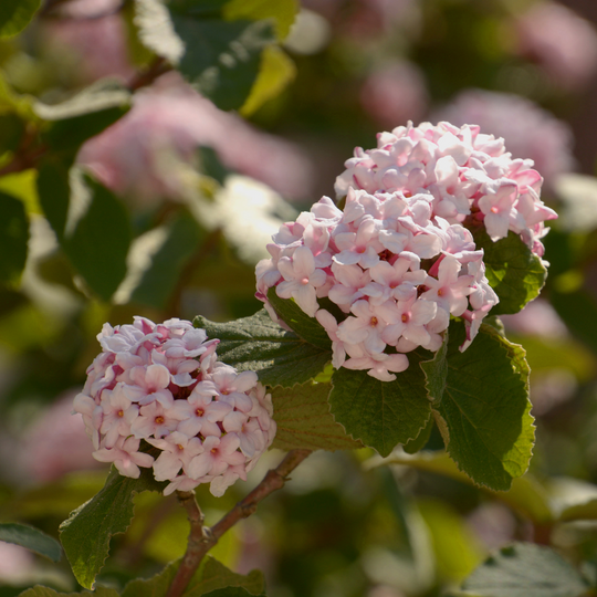 Close-up of fragrant pink and white flower clusters blooming on a Korean Spice Viburnum shrub