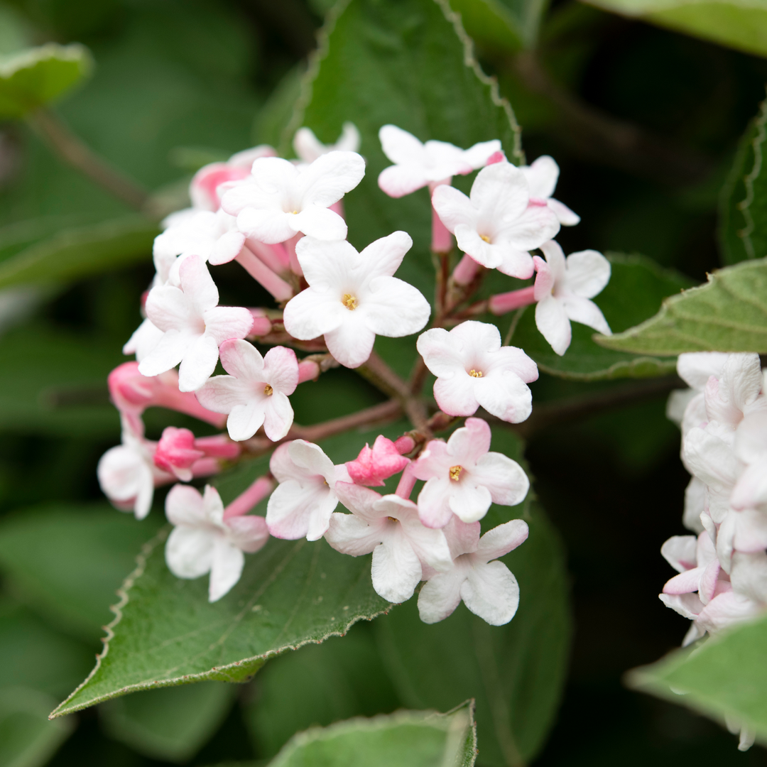 Close-up of pink buds and white flowers blooming on a Korean Spice Viburnum branch