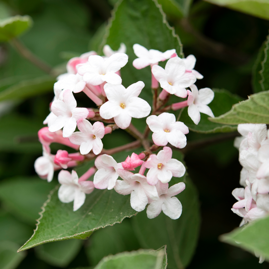 Close-up of pink buds and white flowers blooming on a Korean Spice Viburnum branch