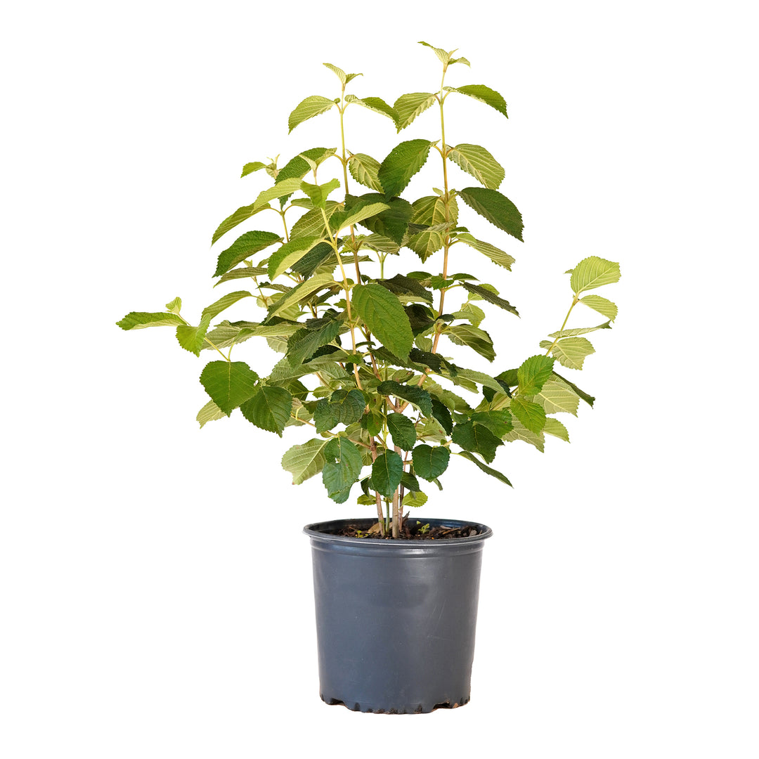 Potted Popcorn Viburnum shrub in a black nursery pot