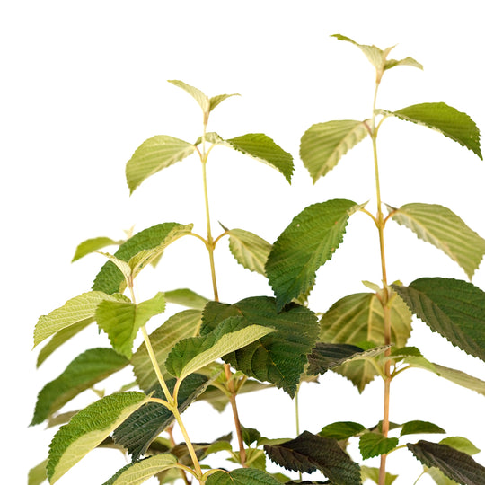Close-up of fresh green textured leaves on a Popcorn Viburnum shrub branch
