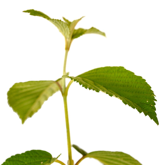 Close-up of new green foliage growing on a Popcorn Viburnum shrub stem
