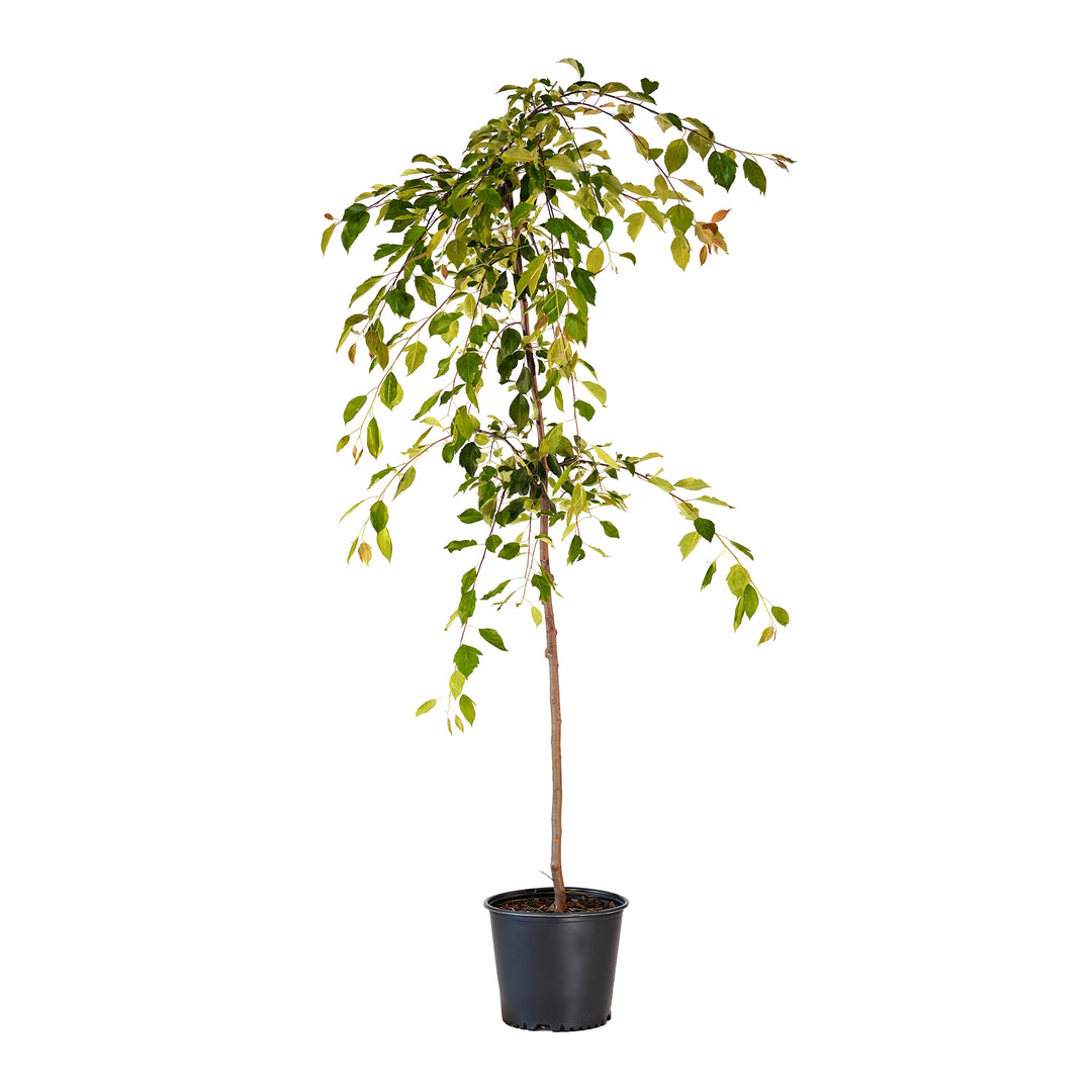 Potted Red Jade Weeping Crabapple tree in a black nursery pot