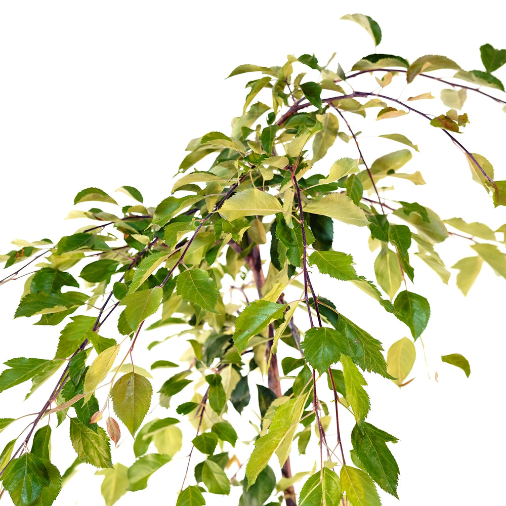 Close-up of cascading green leaves and branches on a Red Jade Weeping Crabapple tree