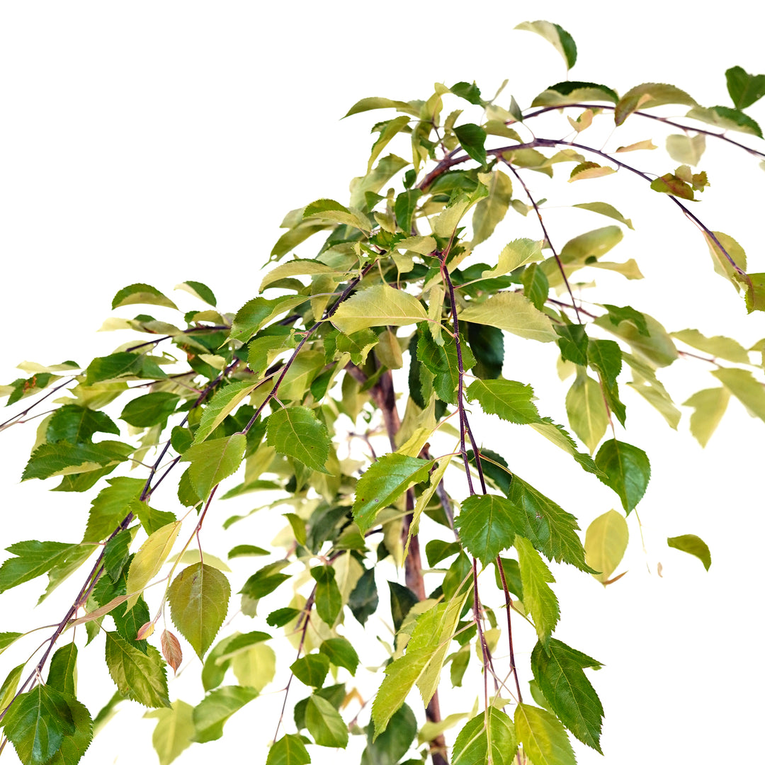 Close-up of cascading green leaves and branches on a Red Jade Weeping Crabapple tree