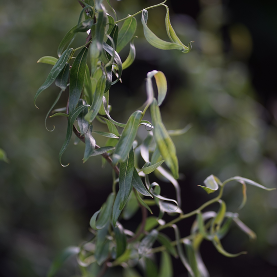 Close-up of the twisted branches and green leaves on a Corkscrew Willow tree