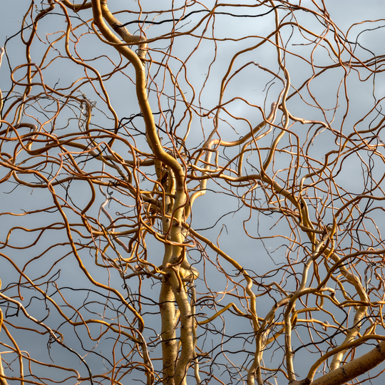 Bare twisted branches of a dormant Corkscrew Willow tree against a winter sky