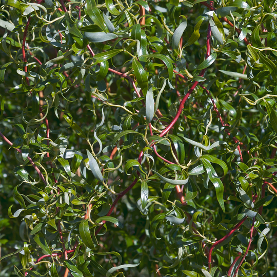 Close-up of dense curly green leaves and twisted stems on a Corkscrew Willow tree