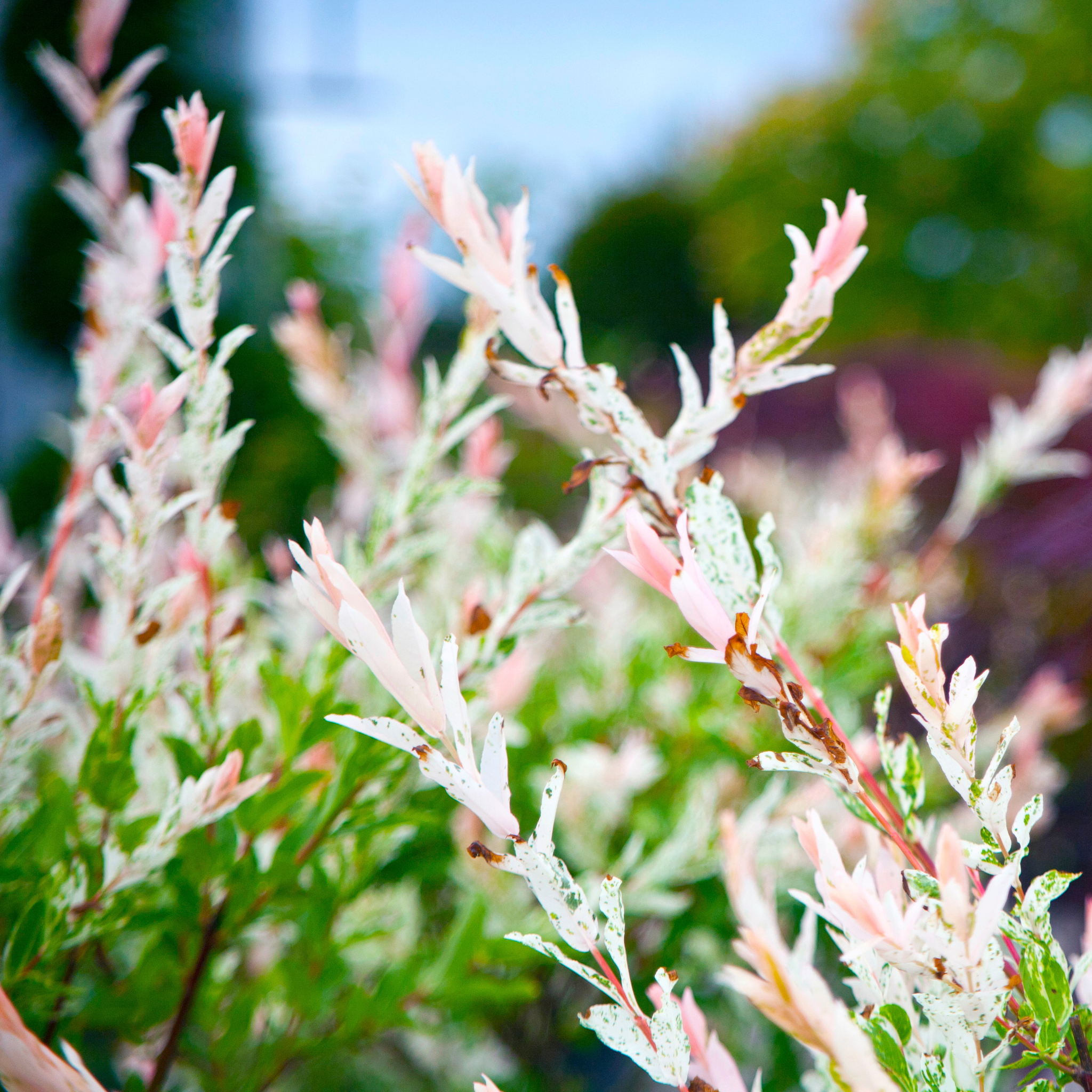 Close-up of pink, white, and green variegated foliage on a Hakuro Nishiki Dappled Willow