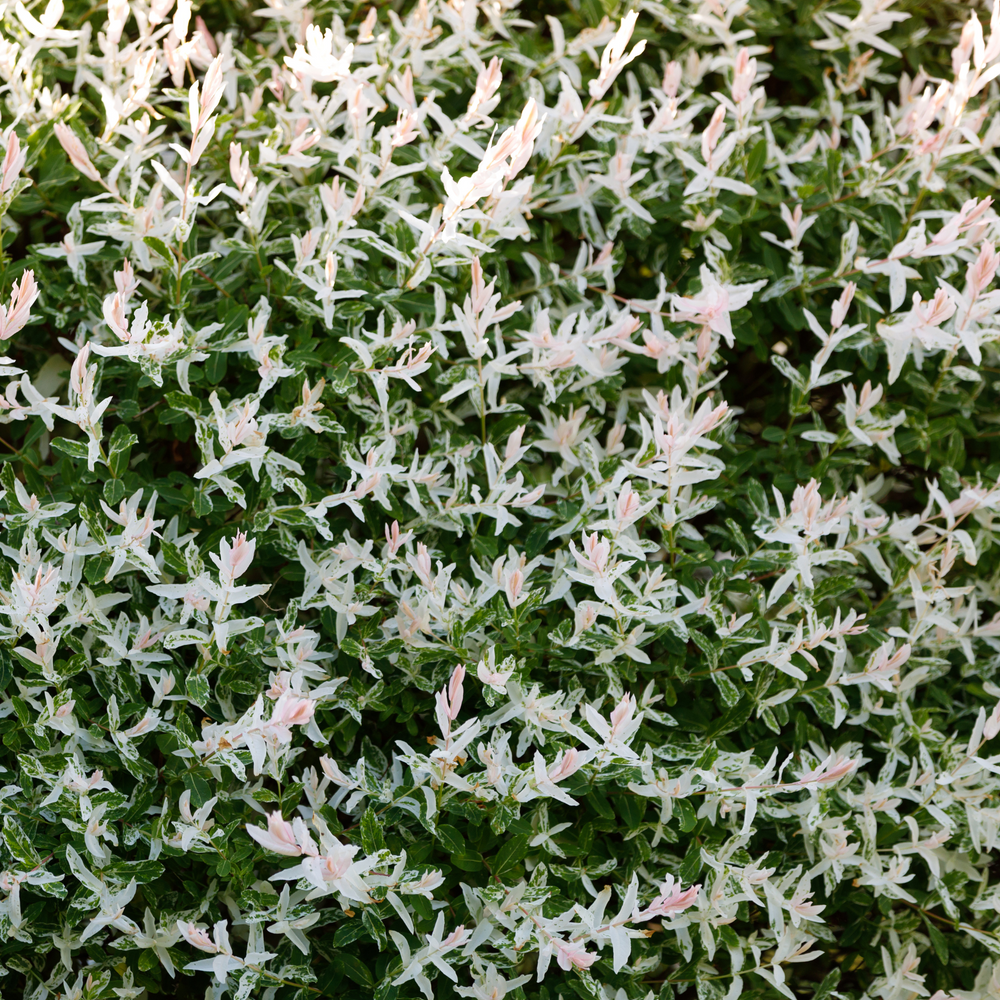 A dense canopy of pink, white, and green variegated foliage on a Hakuro Nishiki Dappled Willow bush