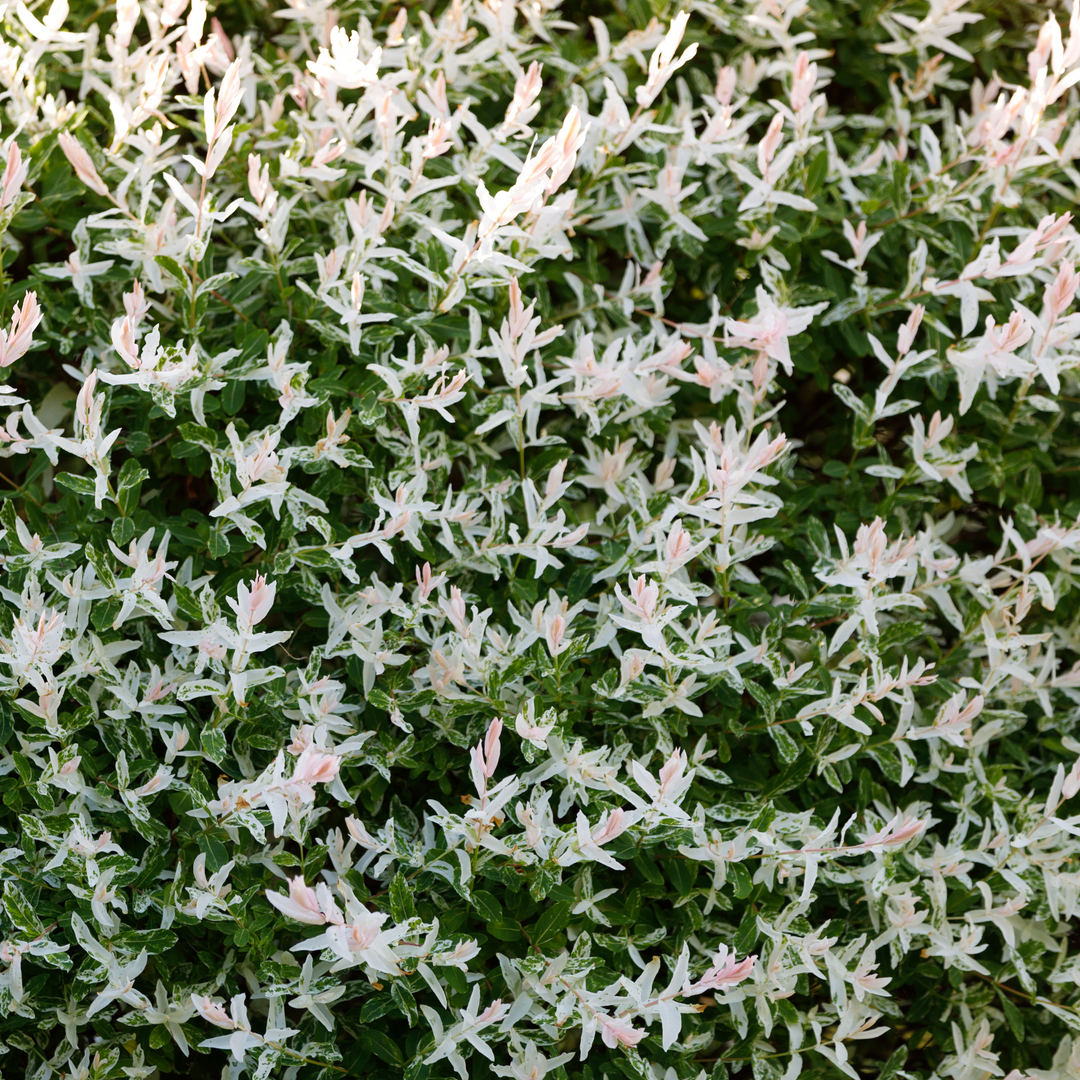 A dense canopy of pink, white, and green variegated foliage on a Hakuro Nishiki Dappled Willow bush